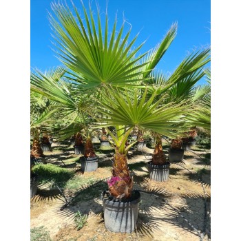 Washingtonia robusta 45 lt -5º/-8º